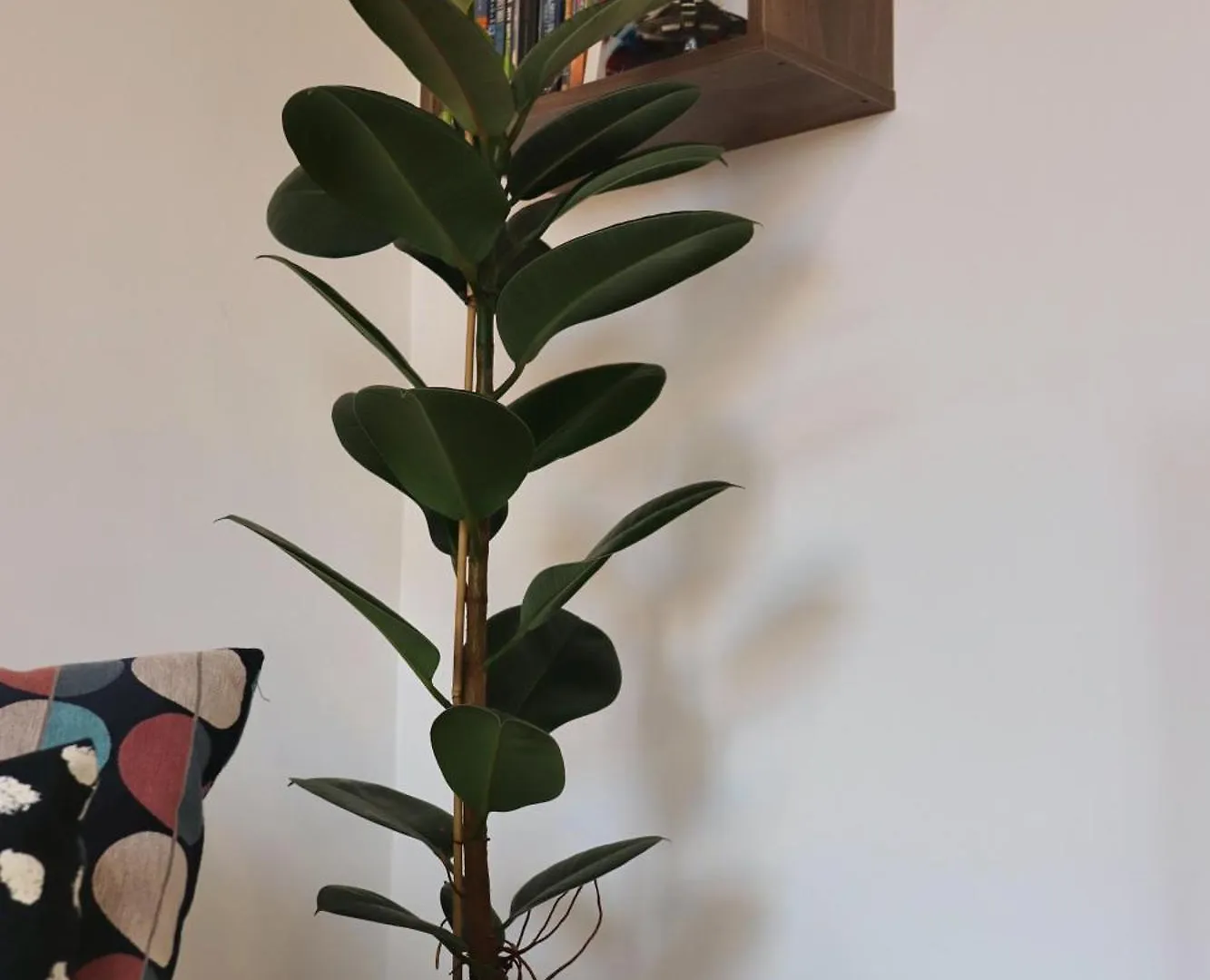 Saint Bon Dream Apartment Rome